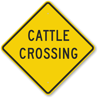 Cattle